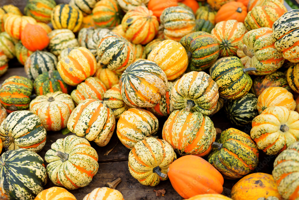 Decorative striped pumpkins on display at the farmers market in Germany. Orange ornamental pumpkins in sunlight