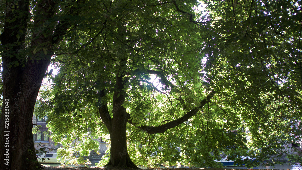Fototapeta premium Beautiful dappled sun light through green leaves on a summer evening 