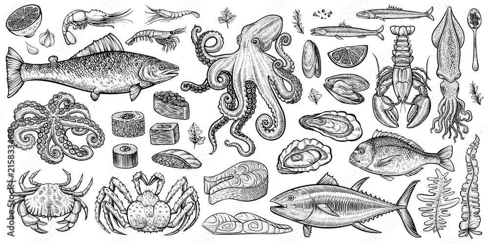 Seafood vector illustrations. Hand drawn line sea fishes, oysters, lobster, squid, octopus, crabs, prawns, fish fillet. Laminaria and wakame seaweeds. Healthy food natural set