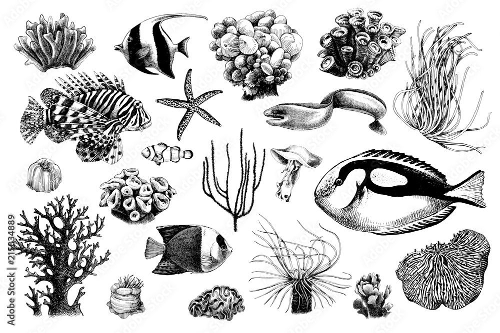 Naklejka premium Ręcznie rysowane zestaw koralowców i mieszkańców ryb koralowych