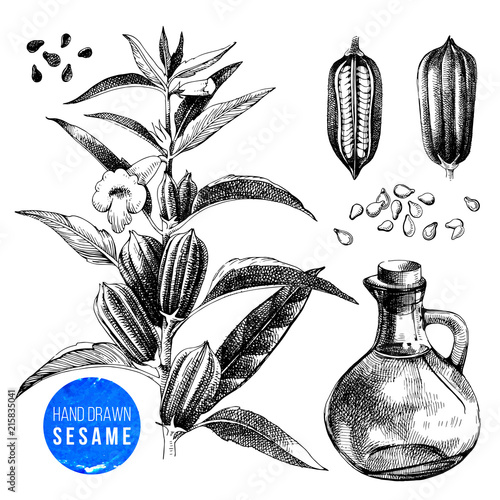 Hand drawn sesame set - plant, seeds and oil
