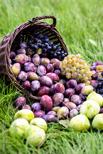 Ripe plums in wicker basket shortly after rain in bright sunlight photo