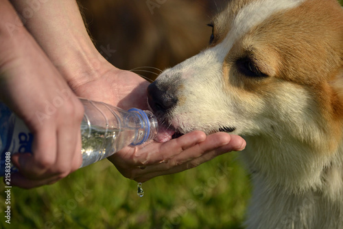 Sunstroke, health of pets in the summer. Puppy Corgi pembroke on a walk. How to protect your dog from overheating.Training of dogs.  Puppies education, cynology, intensive training of young dogs. Youn