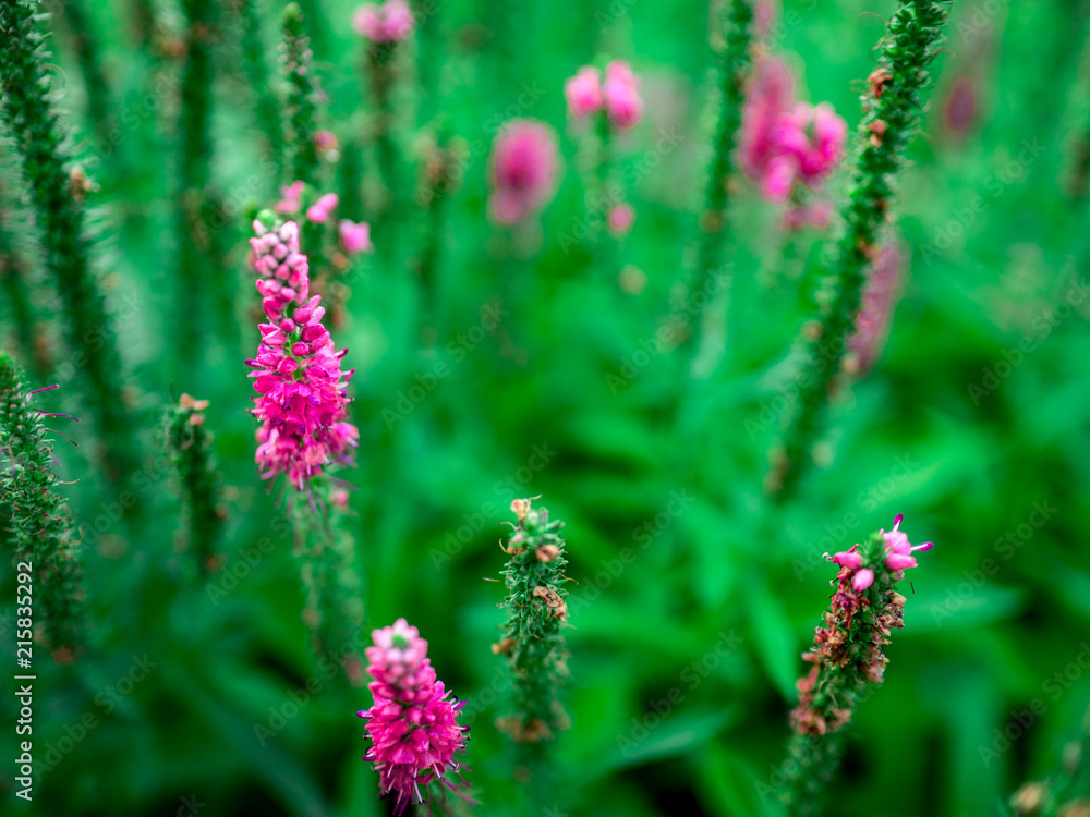 Obraz premium pink flowers