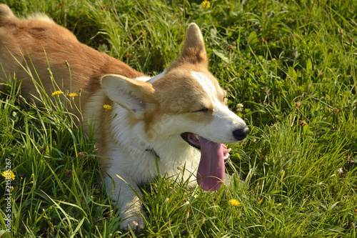 Sunstroke, health of pets in the summer. Puppy Corgi pembroke on a walk. How to protect your dog from overheating.Training of dogs.  Puppies education, cynology, intensive training of young dogs. Youn