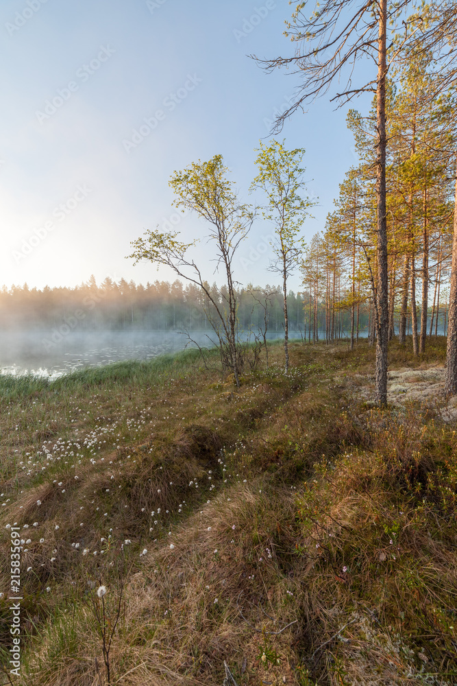 Small foggy forest lake at sunrise summer morning - obrazy, fototapety, plakaty 