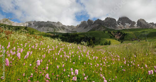 Beautiful Flowers at San Pellegrino pass in the Dolomites in the Val di Fiemme, Trento, Italy.