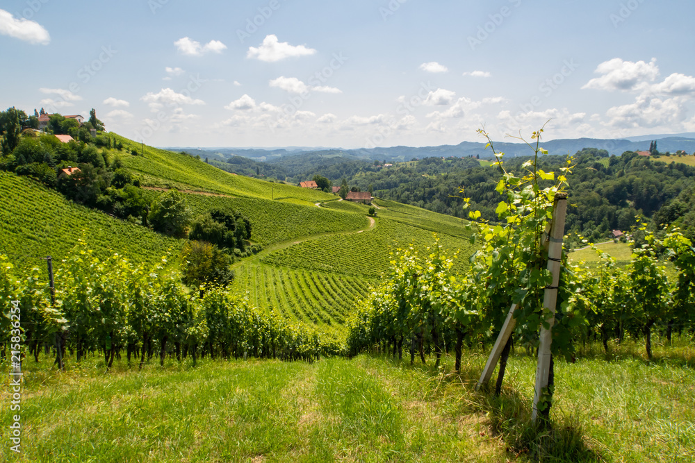 Gamlitzer Weingarten in der schönen Südsteiermark