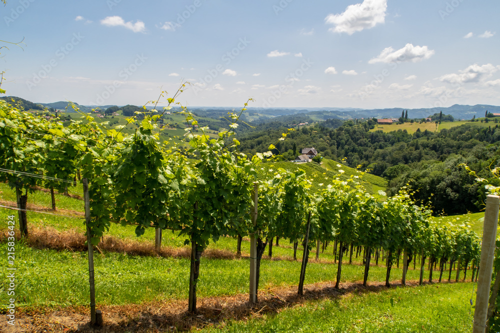 Schöner Weingarten mit Weinreben in der südlichen Steiermark