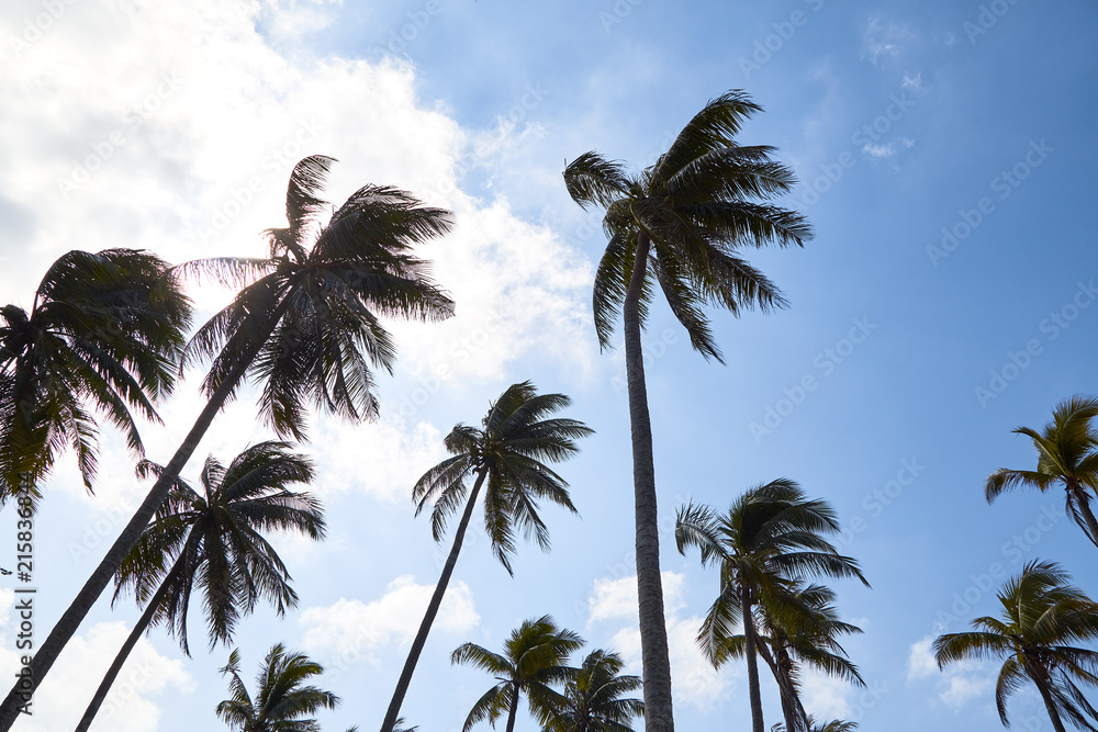Coconut Palm Trees Summer Sunny Sky