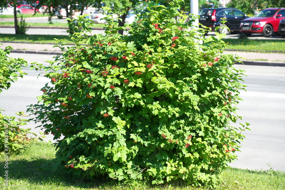 Russia, Siberia, Kemerovo, Berries of Red Baneberry, Actaea rubra on the streets of the city