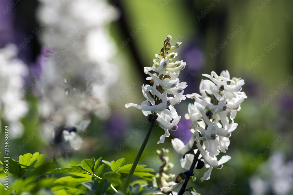 Corydalis cava early spring wild forest flowers in bloom, white flowering ground beautiful small plants with Corydalis cava early spring wild forest flowers in bloom, white flowering ground beautiful small plants with