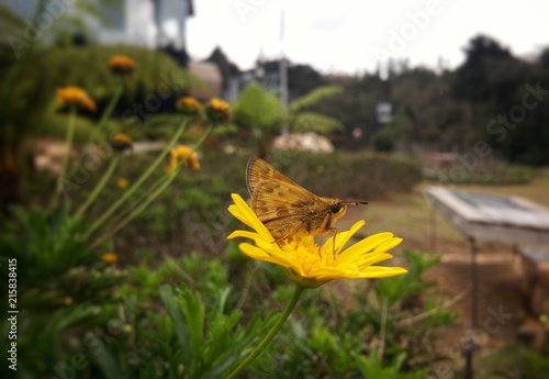 Lovely light brown moth butterfly (winged insect) gently perched over a bright and intense Chrysopsis mariana flower, goldenaster, daisy-like yellow blossom, similar to ragwort photo