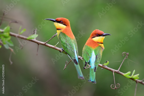 Chestnut-headed Bee-eater - Merops leschenaulti, beautiful colorful bee-eater from Sri Lankan woodlands and bushes. photo