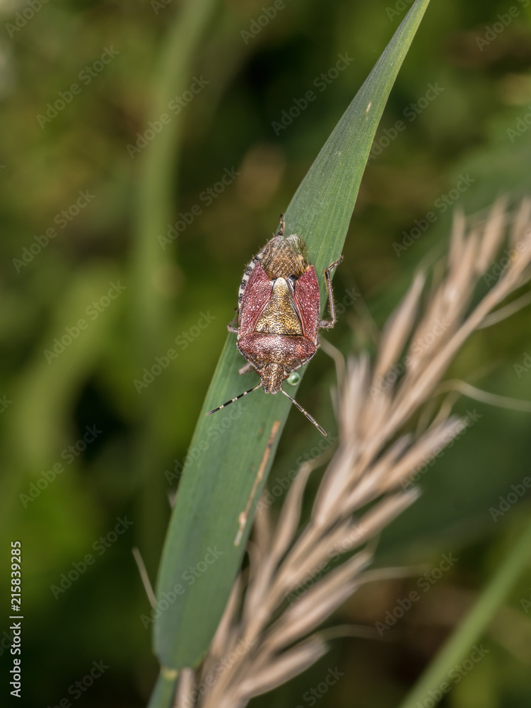 Hairy Shieldbug (Dolycoris baccarum) Hairy Shieldbug (Dolycoris baccarum)