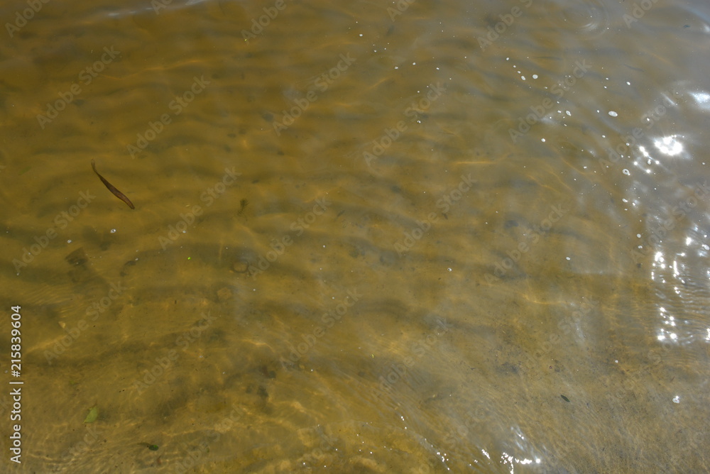 River unusual background on the river bank with water and bottom River unusual background on the river bank with water and bottom