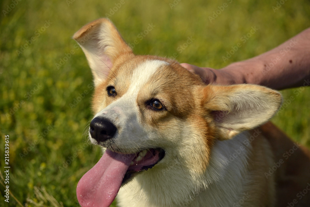 Puppy Corgi pembroke on a walk. Young energetic dog on a walk. Puppies education, cynology, intensive training of young dogs. Walking dogs in nature. Puppy Corgi pembroke on a walk. Young energetic dog on a walk. Puppies education, cynology, intensive training of young dogs. Walking dogs in nature.