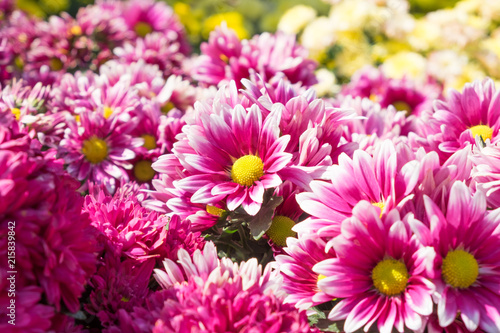 Pink chrysanthemum in the garden.