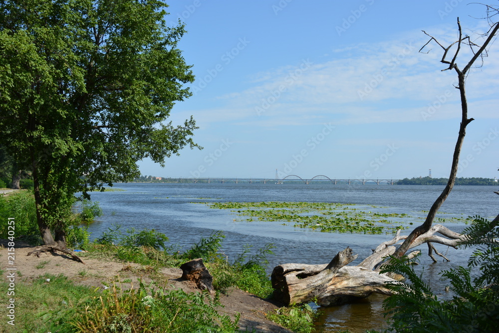 View from the left bank with a green tree, fallen dry wooden tree in the water, bushes of green acacia with a river, green water lilies and a railway bridge across the river