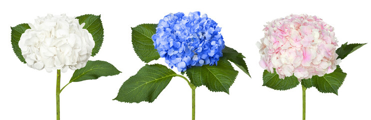 Leinwandbilder Hortensie Weiße Rosa und Blaue Hortensien  © tiantan