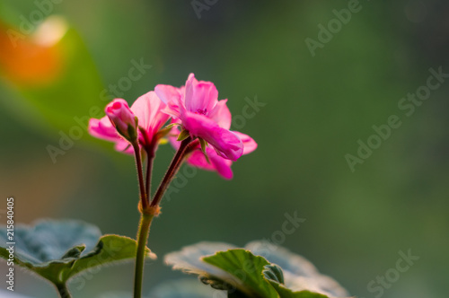 Pelargonium Geranium flowers