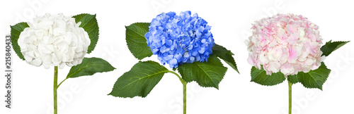 Photographie Nice white blue and pink hydrangeas
