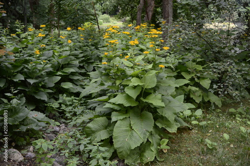 Inula helenium - very impressive, tall yellow daisy-like plant photo