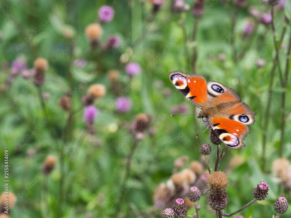 Peacock butterfly sittig on a plant Peacock butterfly sittig on a plant