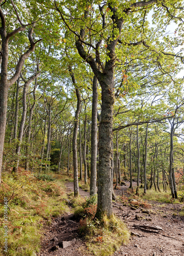 Arrochymore wood on the edge of Milarrochy Bay, Loch Lomond 