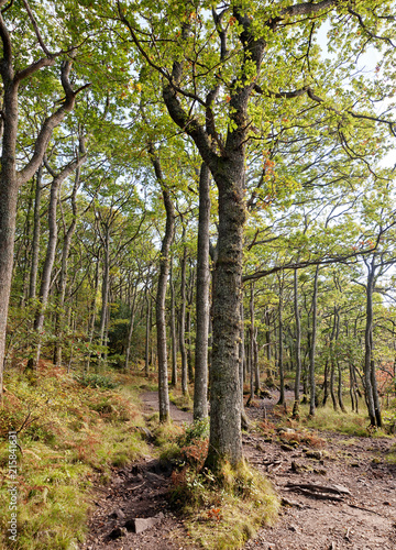 Arrochymore wood on the edge of Milarrochy Bay, Loch Lomond 