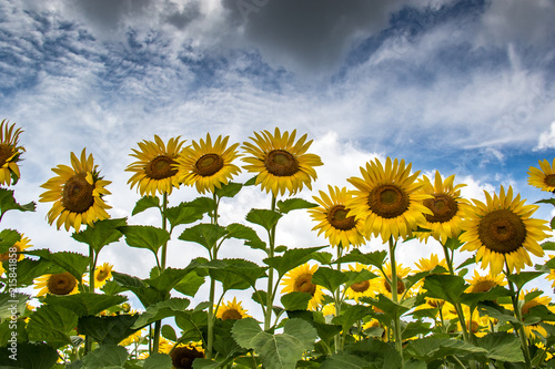 field sunflowers yellow