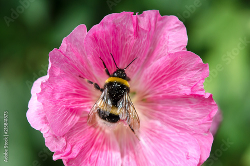 bumblebee in the middle of a flower photo