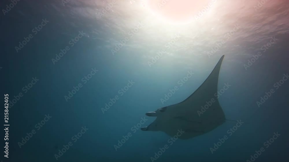 manta ray in Maupiti, french polynesia