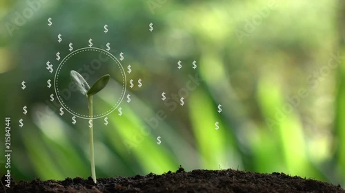 Wallpaper Mural Dollar money tree in hologram , success financial business idea , money from a tree. Torontodigital.ca