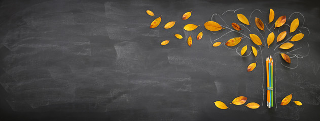 Back to school concept. Top view banner of pencils next to tree sketch with autumn dry leaves over classroom blackboard background.