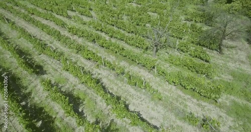 A drone flying over the agricultural fields, vineyards and vegetable gardens, summer in the region of Tikvesh. Morning sun, summertime. High Altitude. photo