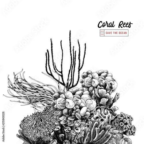 Fototapeta Naklejka Na Ścianę i Meble -  Hand drawn coral reef