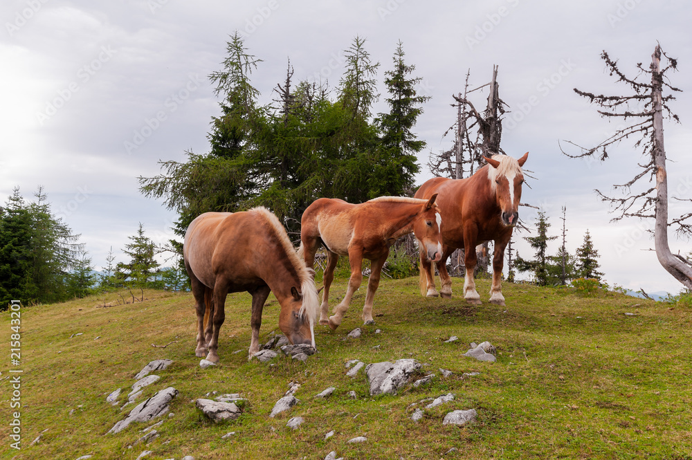 Horses in the field.