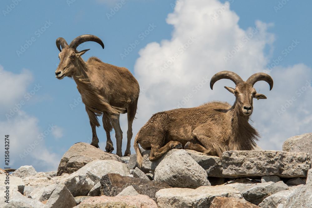 mountain goats pair