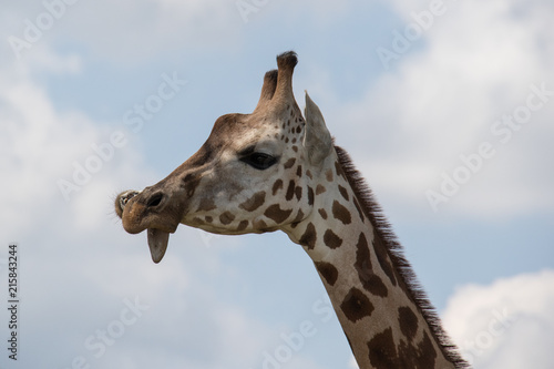 giraffe closeup tongue funny solitary