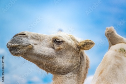 The head of camel close up against blue sky