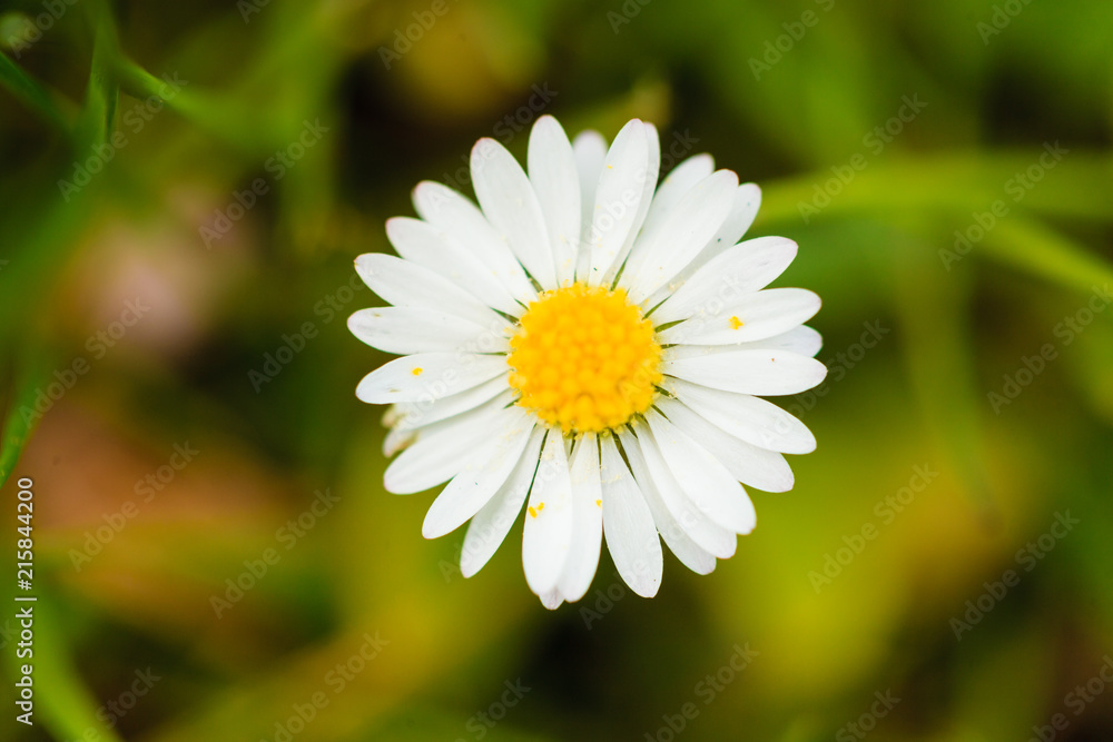 Detailed closeup of white daisy flower Detailed closeup of white daisy flower