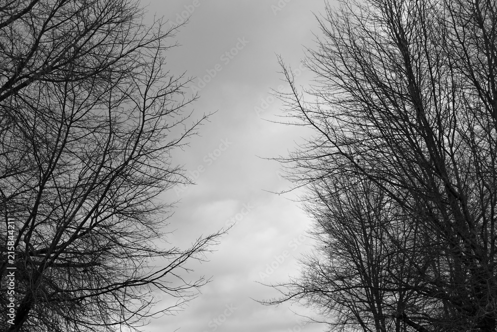 Two black trees with a gloomy cloudy background. This image can be used as a scary Halloween background image. Two black trees with a gloomy cloudy background. This image can be used as a scary Halloween background image.