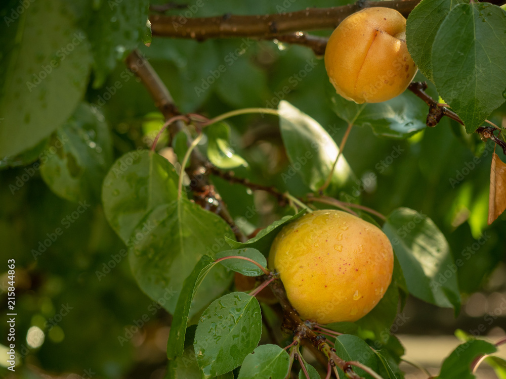 Two yellow apricots hanging on the branch. Close up on green leaves and fruits of the apricot tree. Apricots and leaves with drops of rain in the garden. Blurred background. Soft selective focus