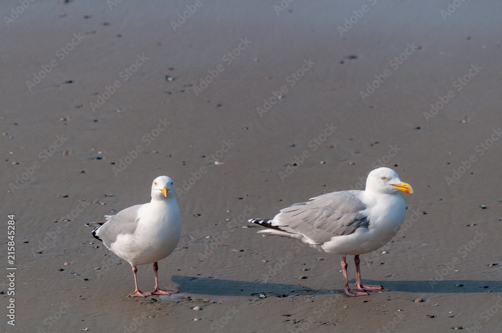 Obraz premium Mantelmöwe