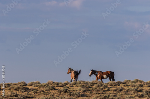 Herd of Wild Horses in Colorado