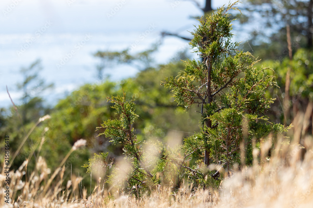 Isolated Tree with a Blurry Foreground and Background Isolated Tree with a Blurry Foreground and Background
