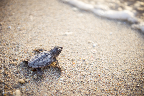 Beautiful freshly hatched baby turtle making its way from the nest  down a sandy beach to the ocean at dawn.