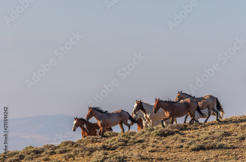 Herd of Wild Horses in Colorado