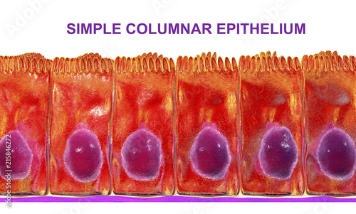 Simple columnar epithelium, 3D illustration. Histology background. Columnar epithelium is found in digestive system, uterus photo